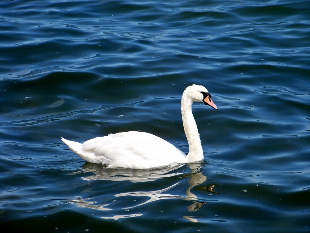 лебедь на Гданьском заливе