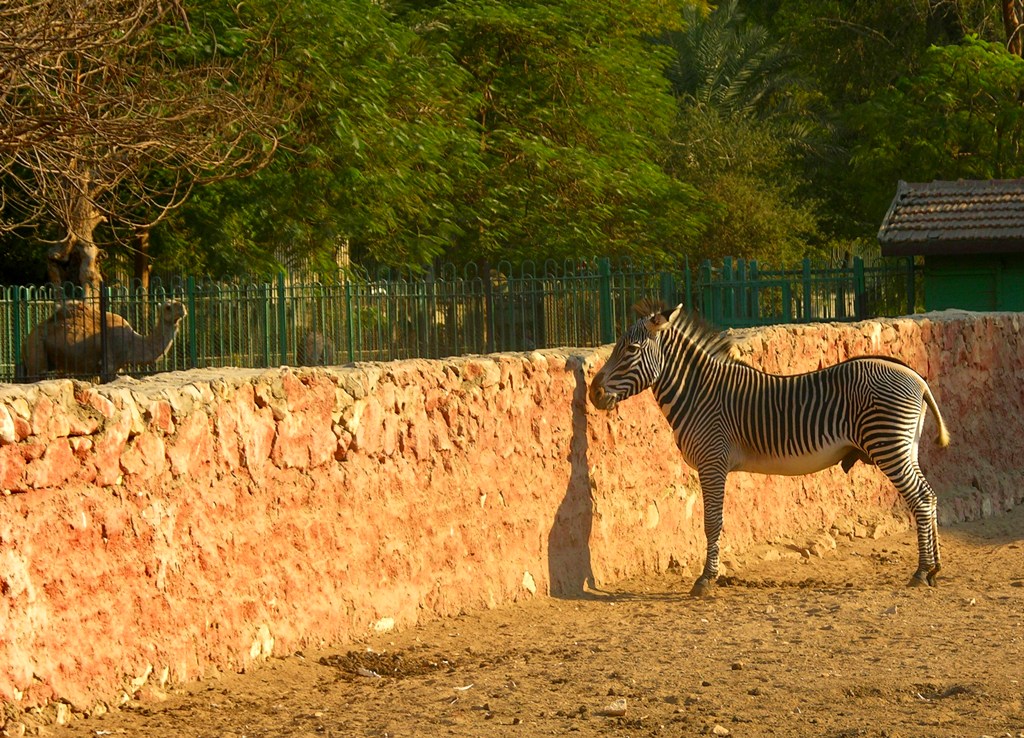 зоопарк в Каире