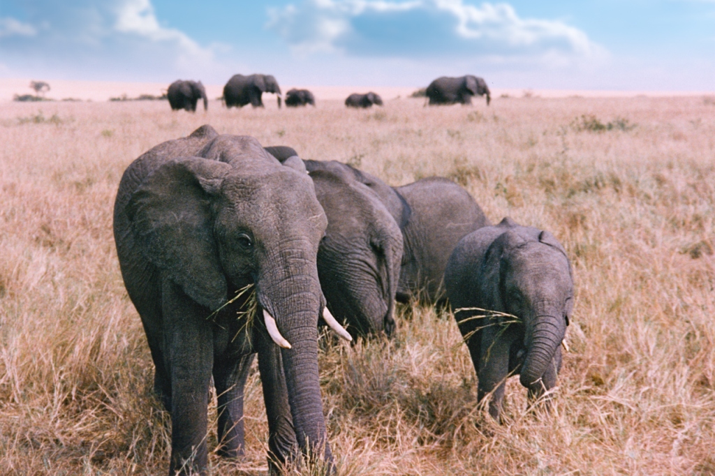 Кенийские слоны