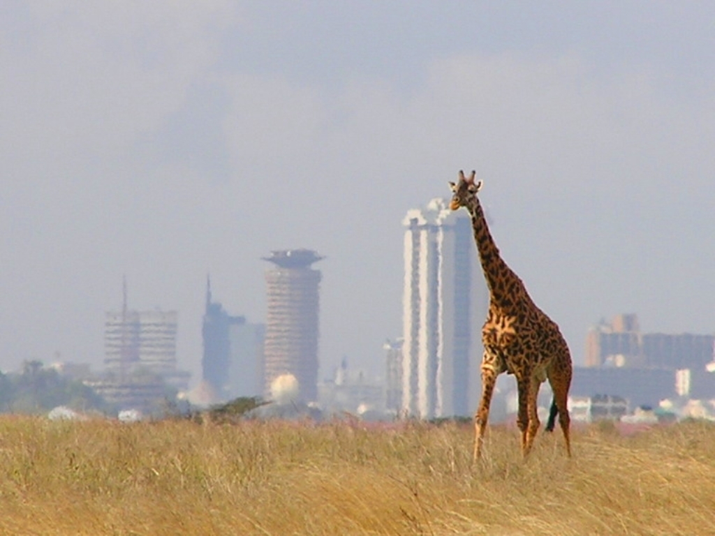 Жираф в Найроби