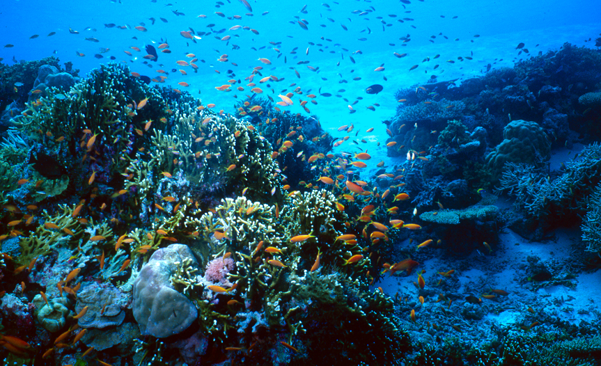 Подводный мир Сейшелов