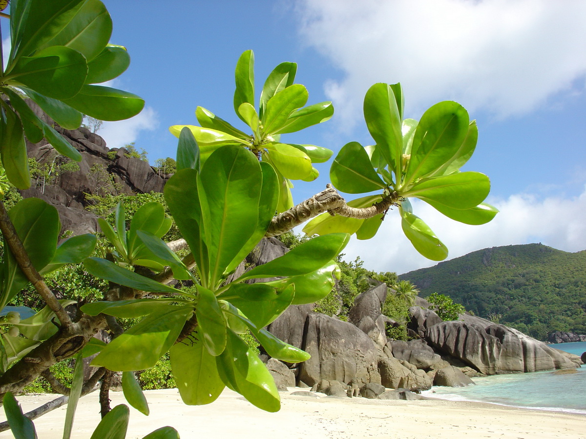 Природа Сейшельских островов
