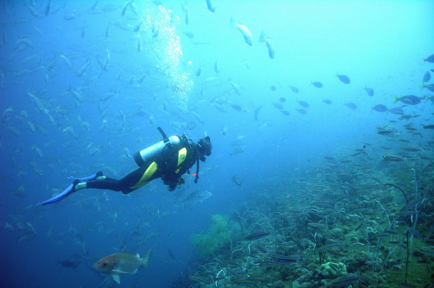 Подводный мир Сейшелов