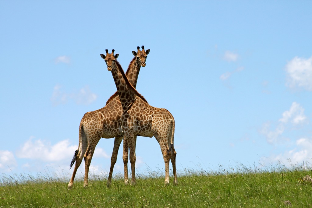 Жирафы в Замбии