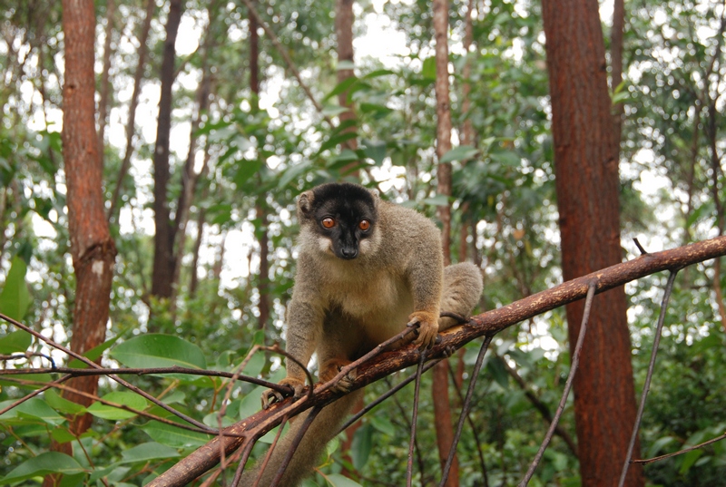 Лемур на Мадагаскаре