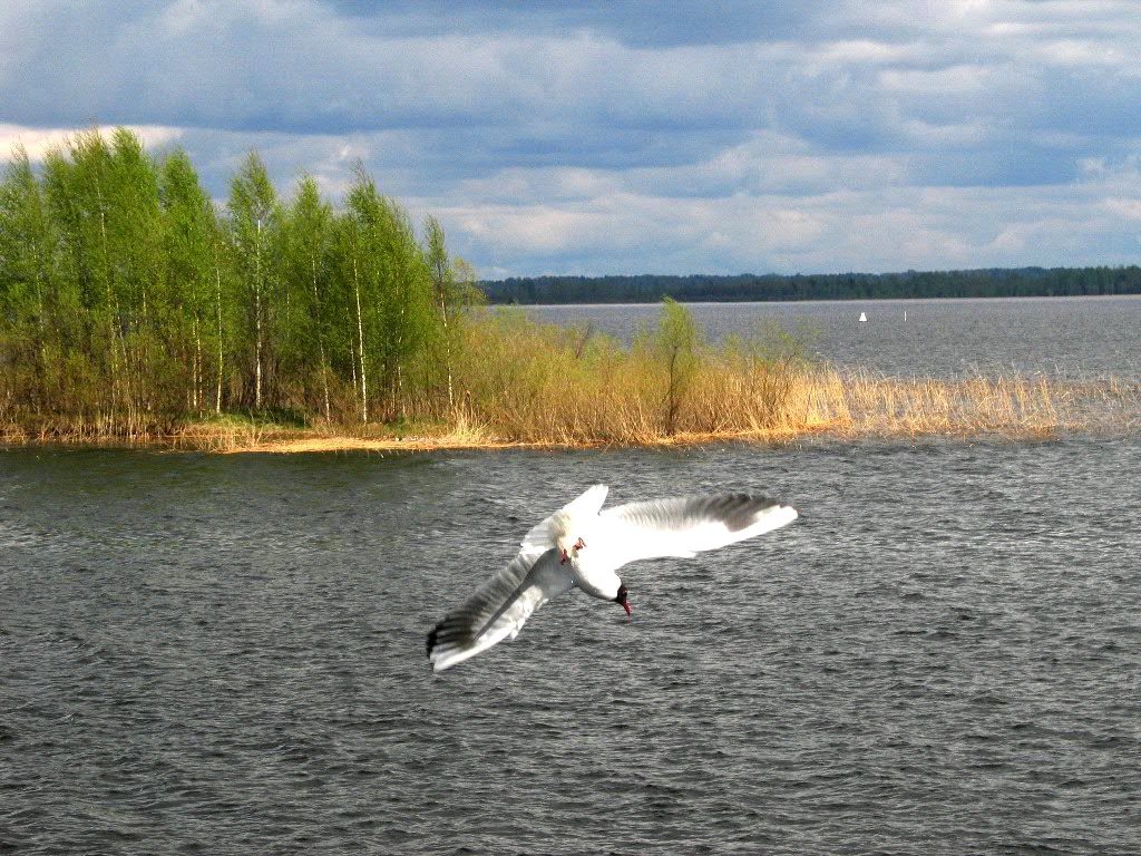 Озеро Селигер в Центральной России