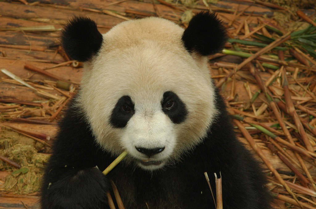База по разведению панд в Сычуане