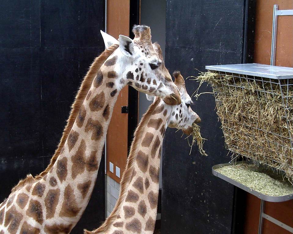 Жирафы в зоопарке Веллингтона