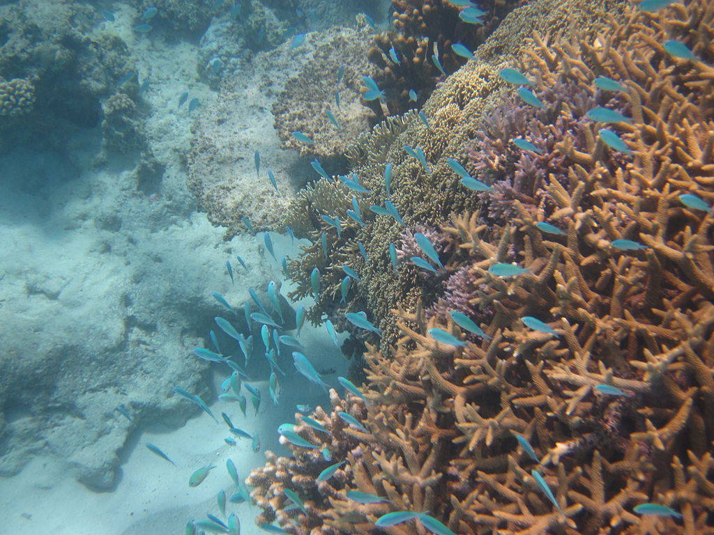 Домашний риф в Туфи