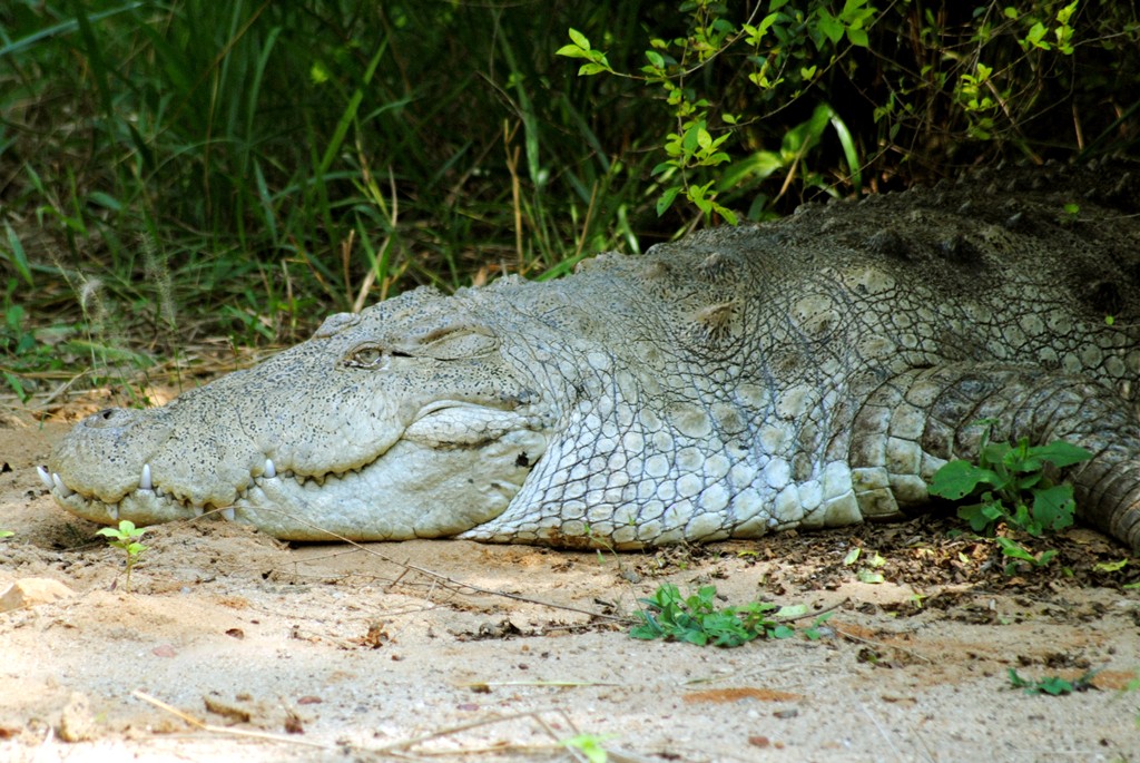 Крокодил на Соломоновых Островах
