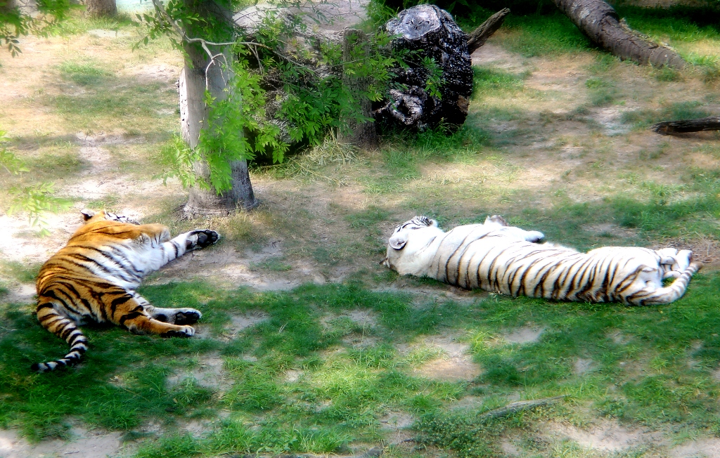 тигры в зоопарке
