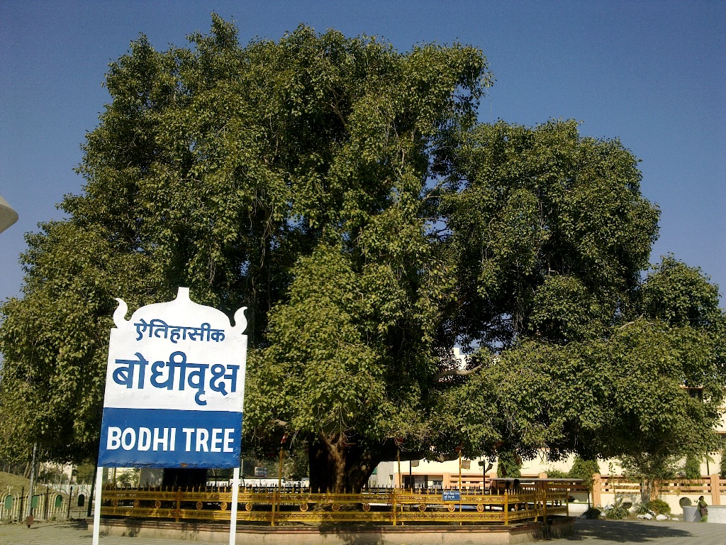 Дерево бодхи Нагпура