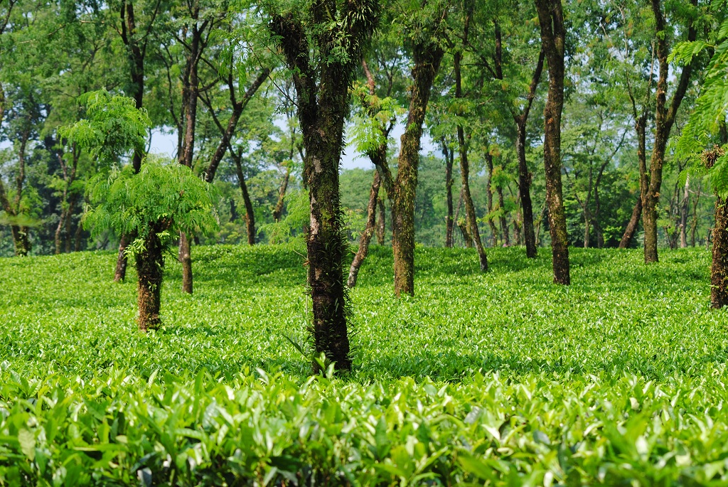 Чайные плантации Бандунга