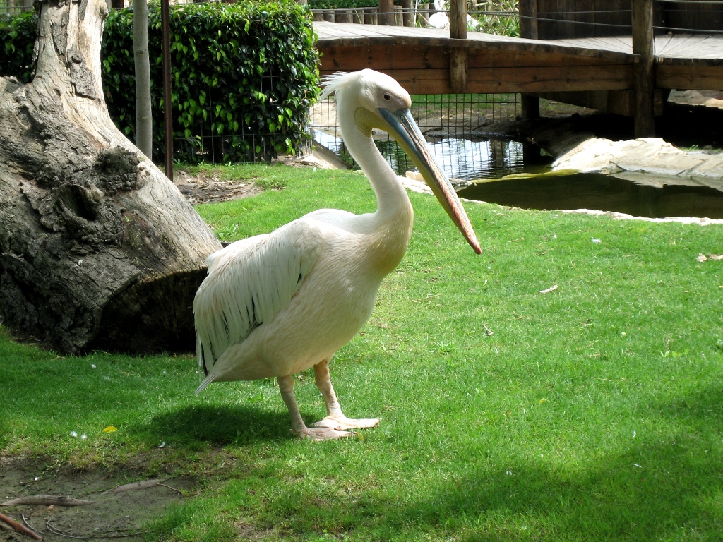 Пеликан в зоопарке Хайфы