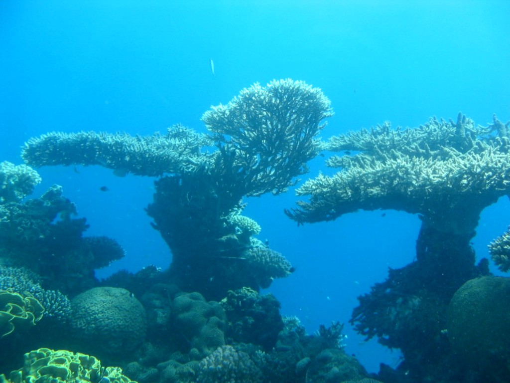 Коралловый риф Красного моря (вид из Подводной обсерватории)