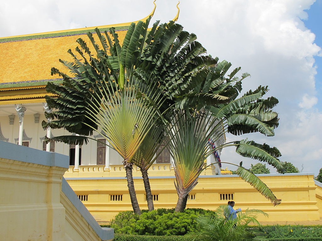 ботанический сад в Камбоджии
