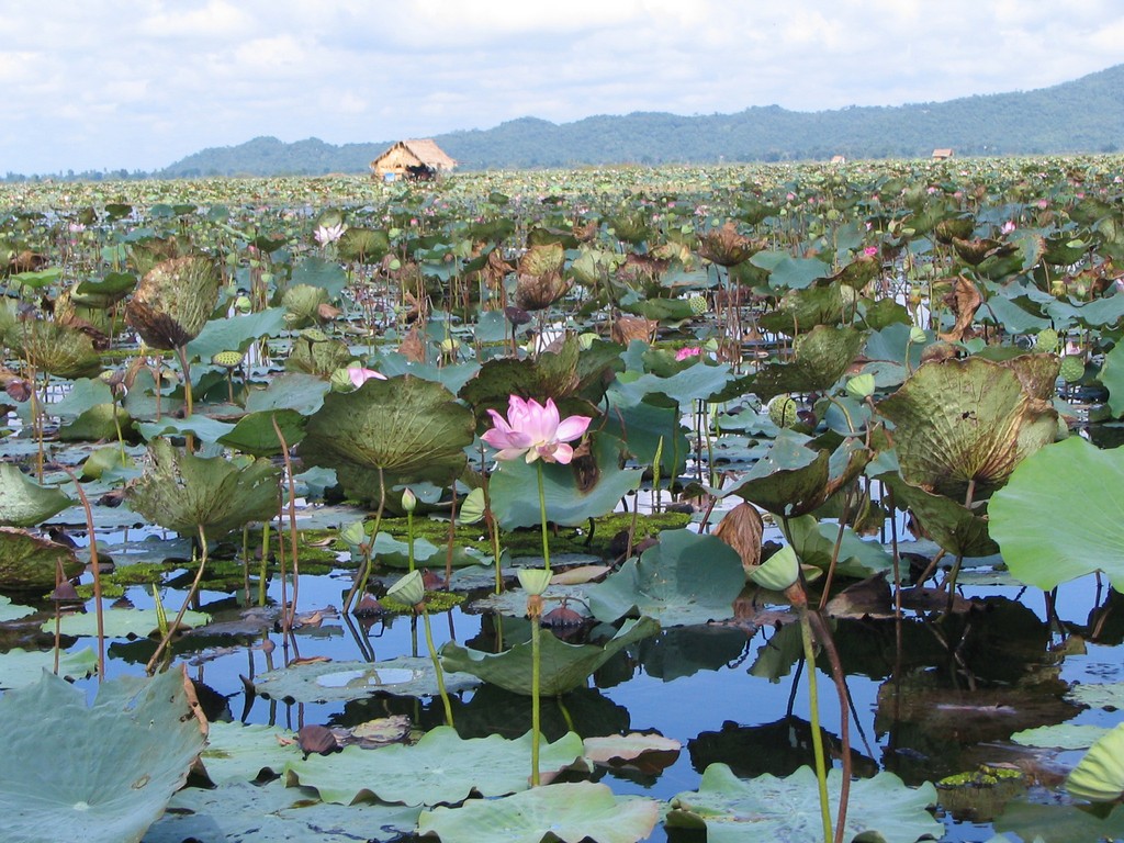 Природа Пномпеня
