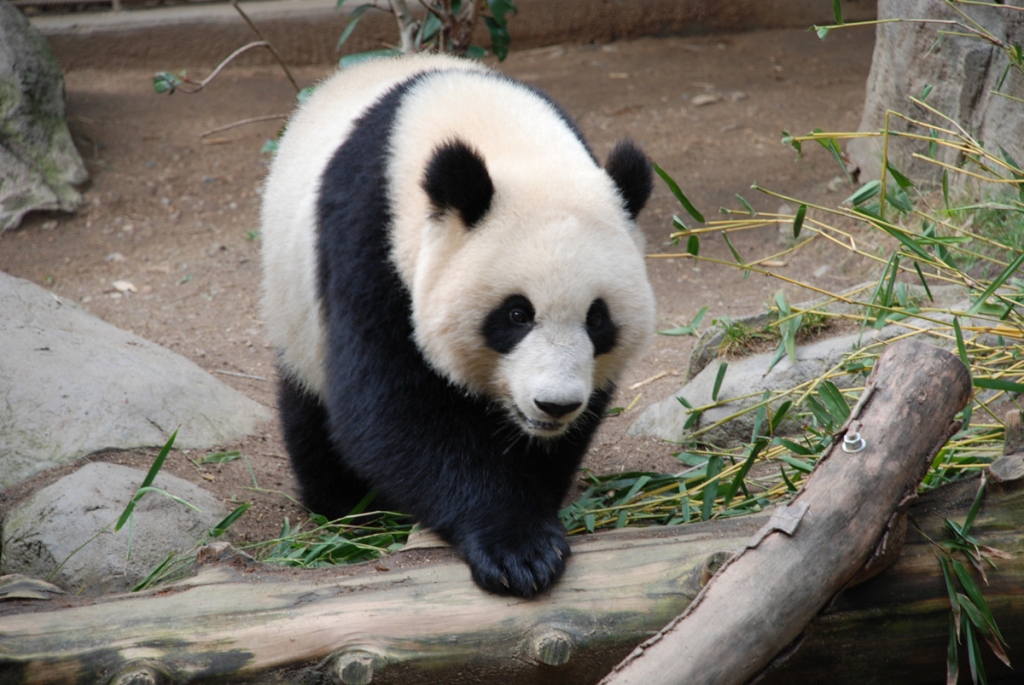 Природа Чэнду: панда