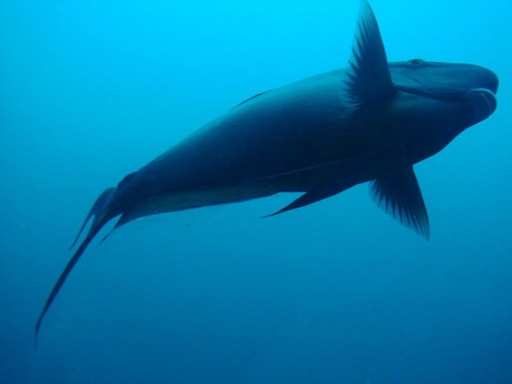 Представитель подводного мира Мальдив