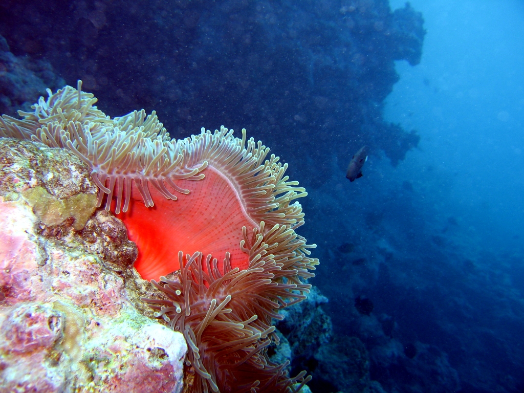 Коралловые рифы Мииму