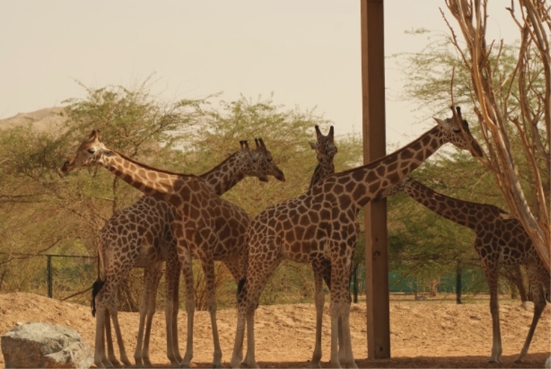 Жирафы в зоопарке Аль-Айна