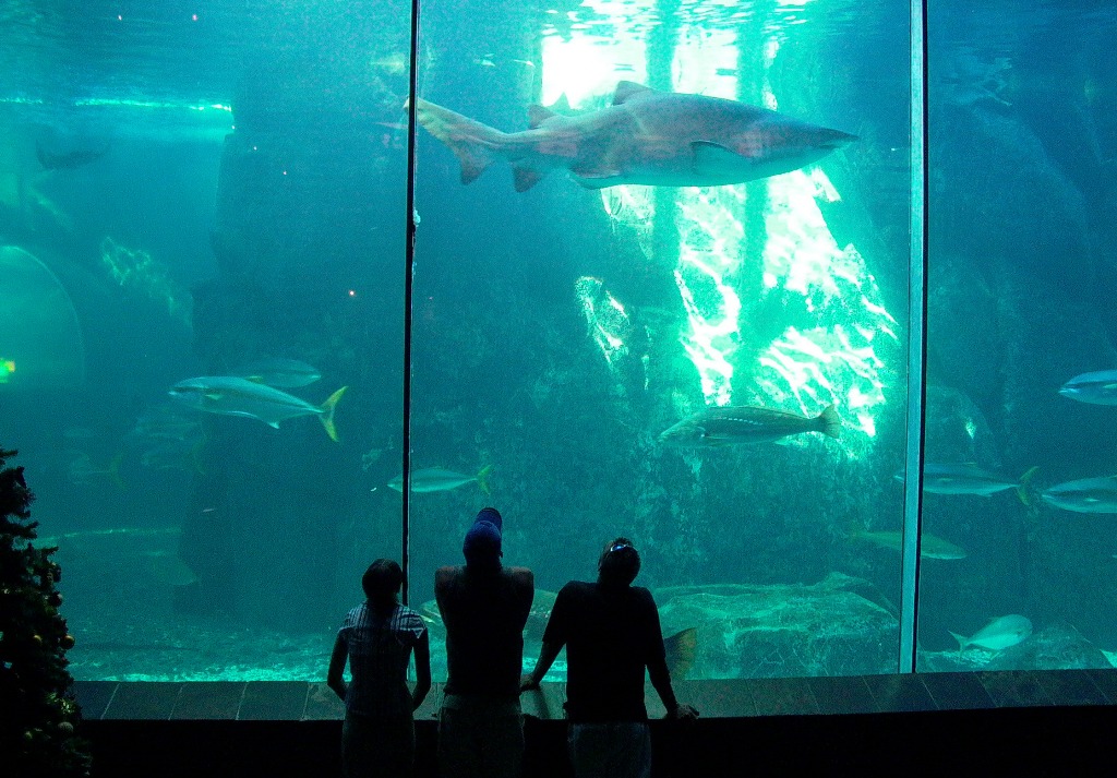 Шарджинский аквариум