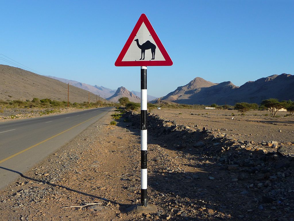 миграция верблюдов через дорогу