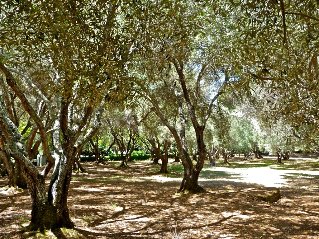 Оливковые сады в Палестине