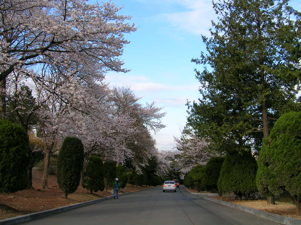 Улицы Сеула весной