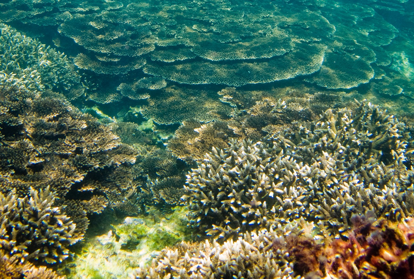 Коралловые Рифы