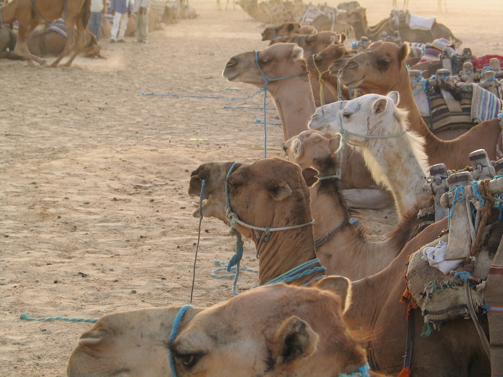 Подготовка к верблюжьим бегам в Эр-Рияде
