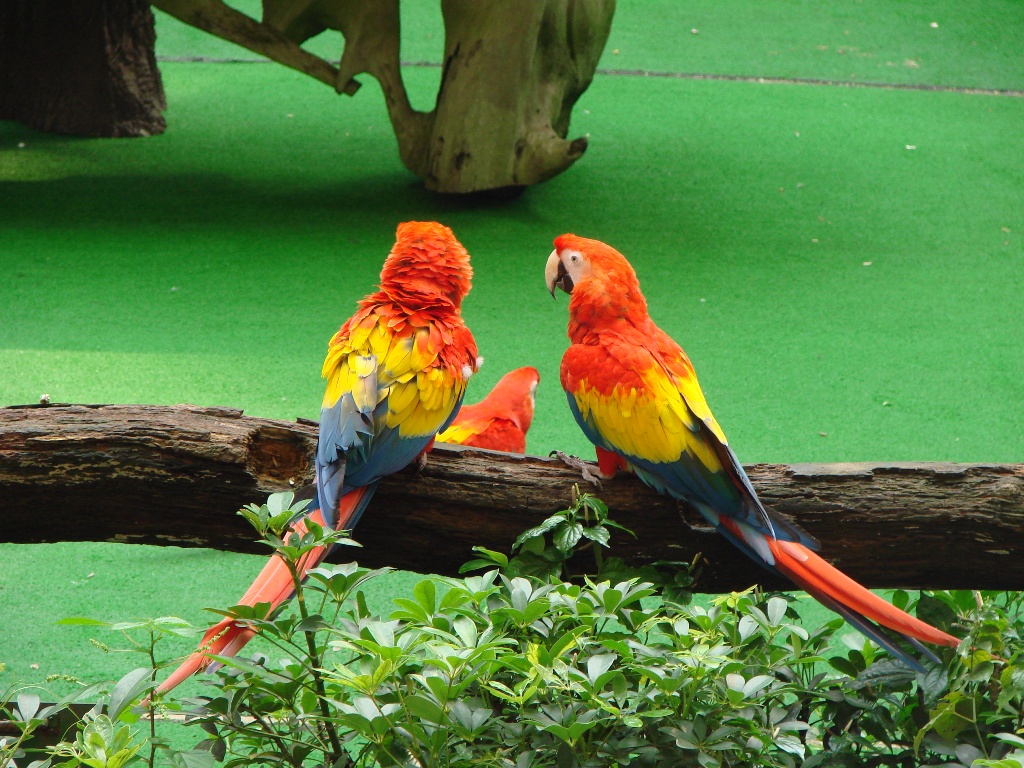 Попугаи в парке Сингапура