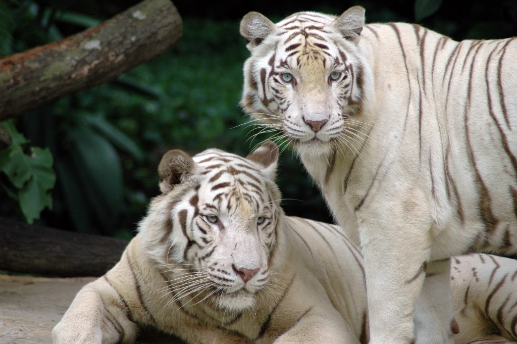 Белые тигры в зоопарке Сингапура