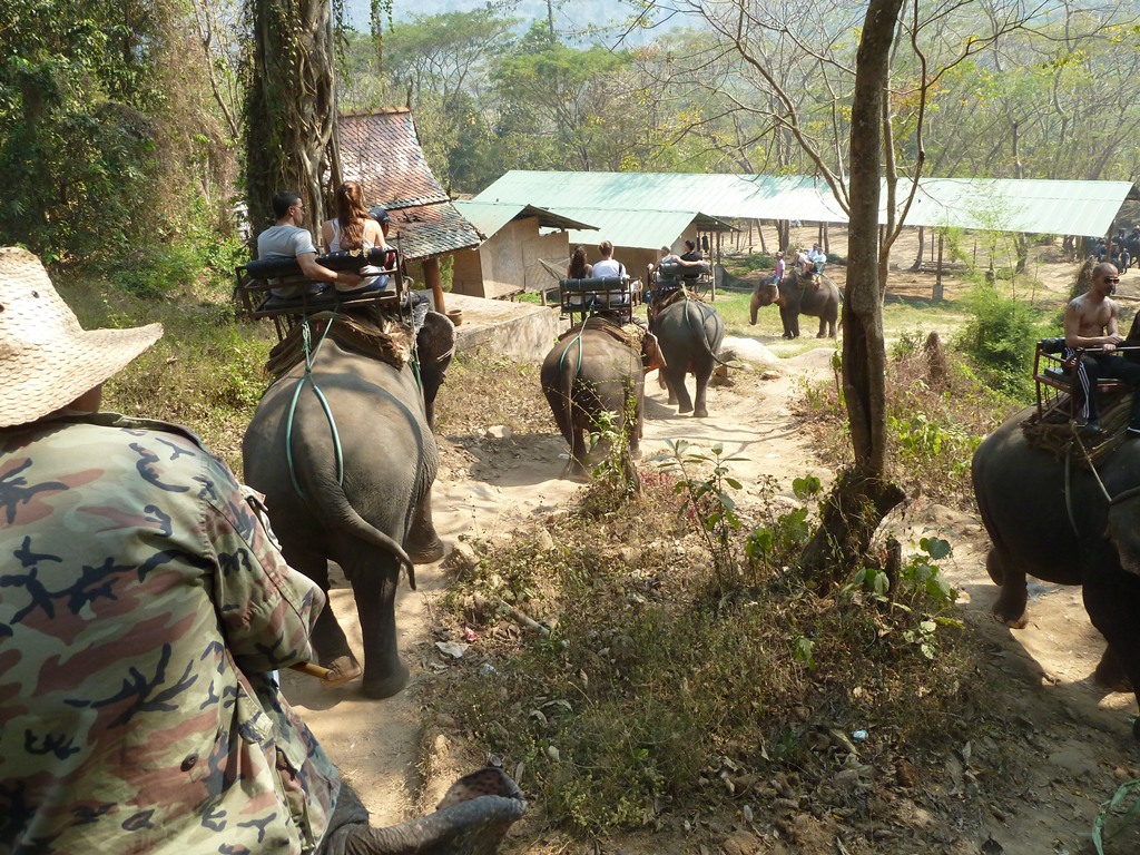 Катание на слонах в Чиангмае