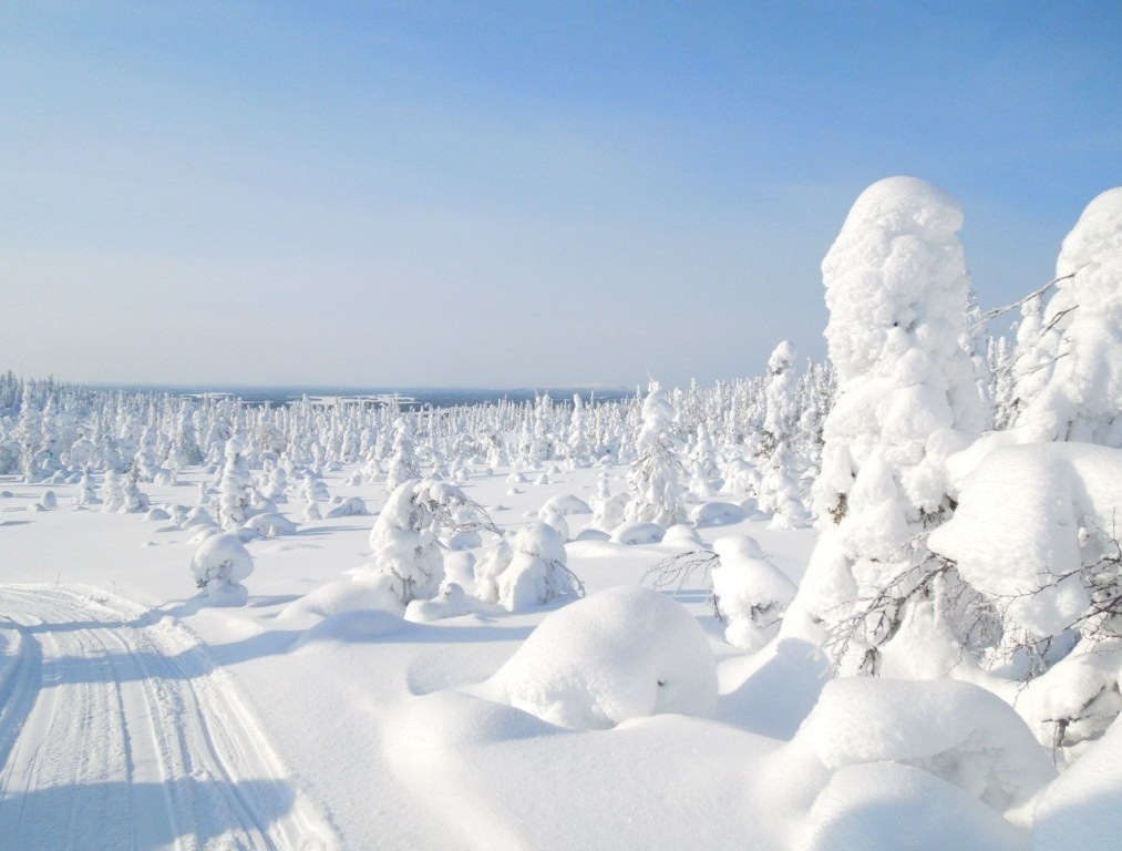 Карельские леса заснеженные