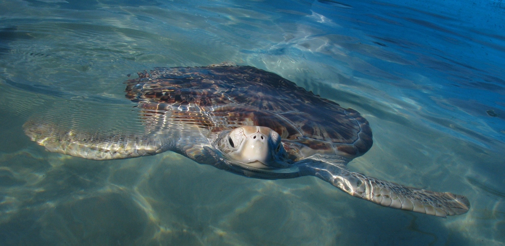 Черепаха с острова Исла-Мухерес