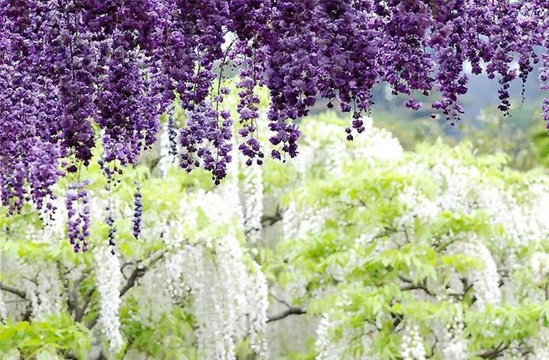 Сад цветов Кавати Фудзи
