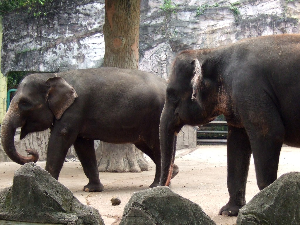 Слоны в парке Вай-Камбас