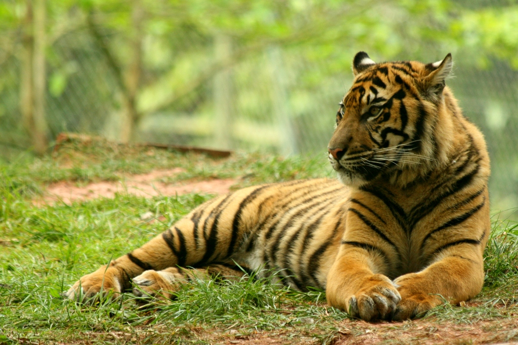 Тигр в парке Гунунг-Лусер