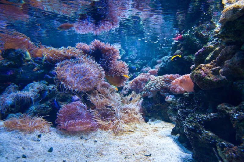 Кораллы в Сиднейском аквариуме