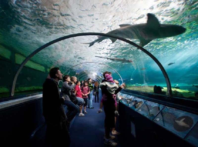 Акулы в Сиднейском аквариуме