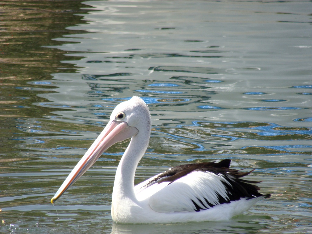 Пеликан в природном заповеднике Сребырна