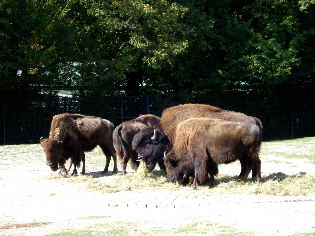 Бизоны в Мюнхенском зоопарке