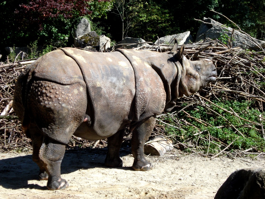Носорог в Мюнхенском зоопарке