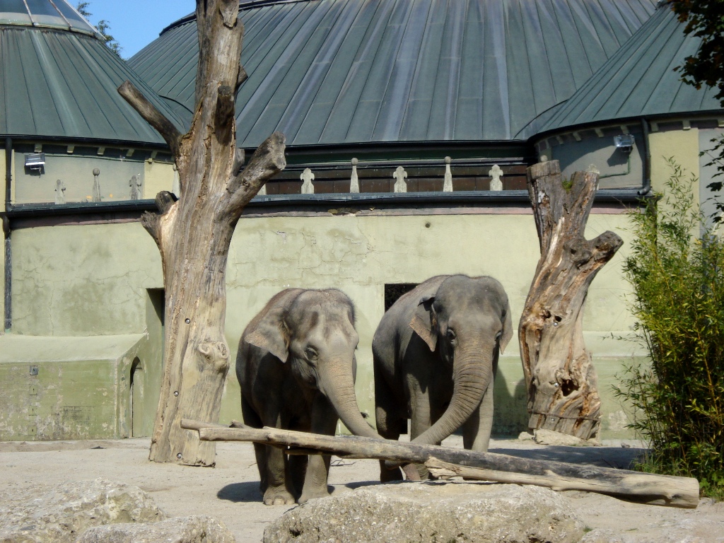 Слоны в Мюнхенском зоопарке