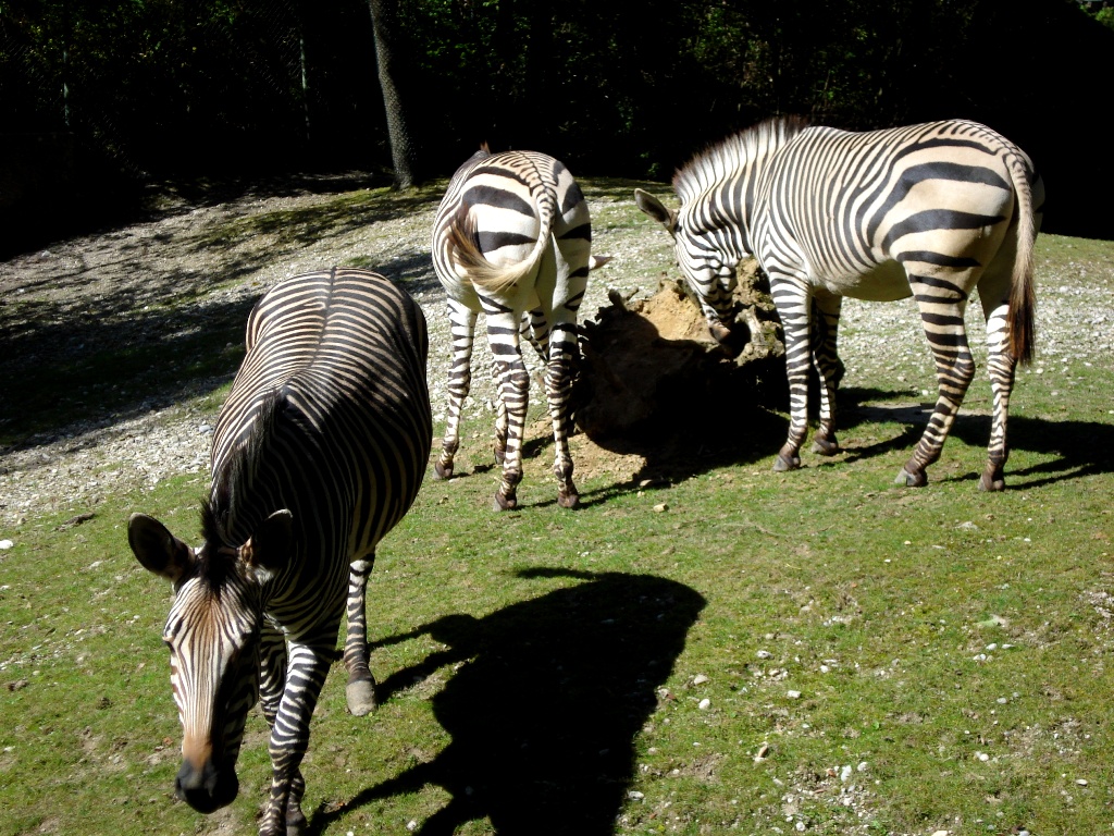 Зебры в Мюнхенском зоопарке