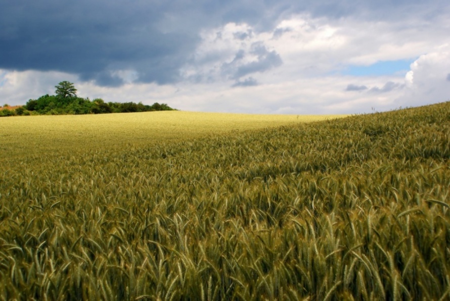 поле с пшеницей