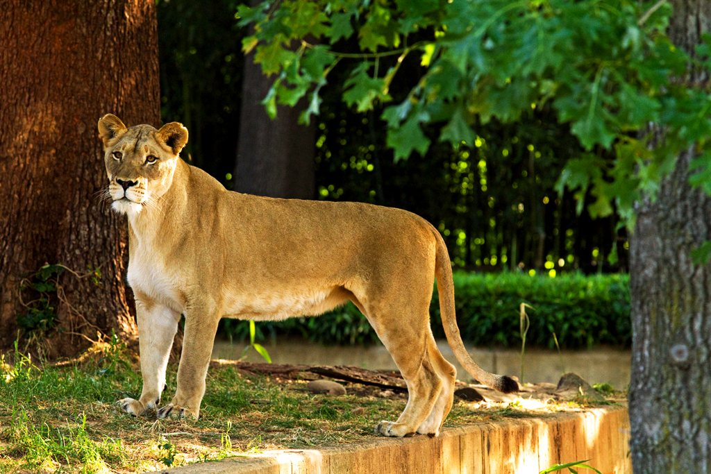 Cафари-парк Givskud Zoo