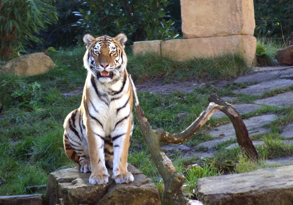 Тигр в зоопарке Erlebnis Zoo Ганновера