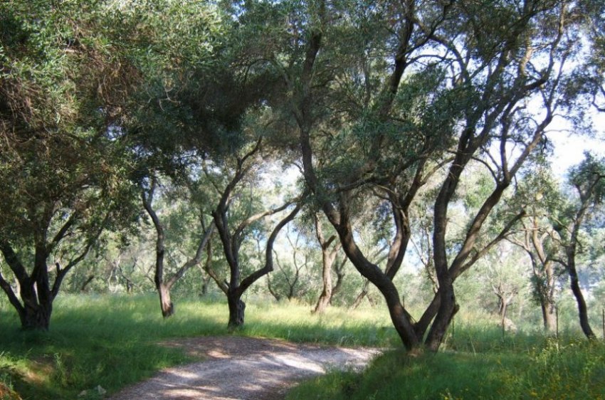 Оливковая роща, Херсониссос